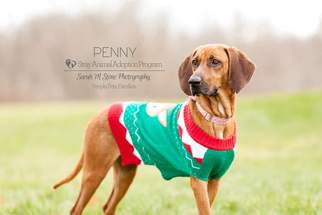 Redbone Coonhound Dogs for adoption in Newport, KY, USA
