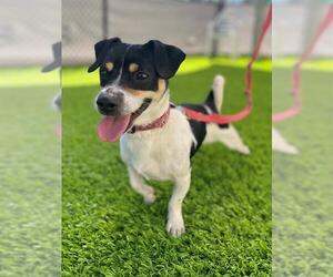 Mutt Dogs for adoption in Naples, FL, USA