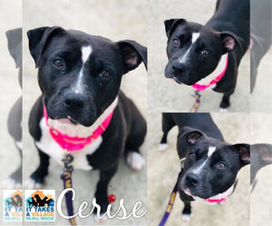 Mutt Dogs for adoption in Evansville, IN, USA