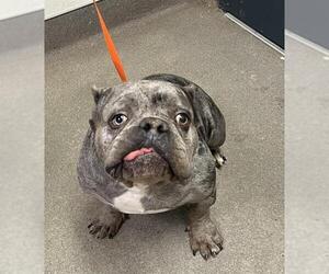 French Bulldog Dogs for adoption in HESPERIA, CA, USA