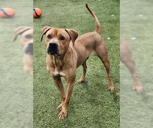 Black Mouth Cur-Labrador Retriever Mix Dogs for adoption in Newton, NC, USA