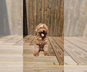 Poodle (Miniature) Dogs for adoption in Brewster, NY, USA