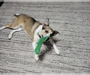 Huskies -Labrador Retriever Mix Dogs for adoption in Euless, TX, USA