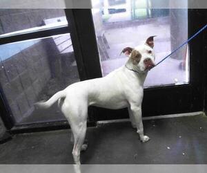 American Pit Bull Terrier Dogs for adoption in Tulsa, OK, USA