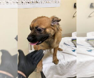 Pom-A-Pug Dogs for adoption in Fremont, CA, USA