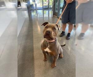 Mutt Dogs for adoption in San Martin, CA, USA