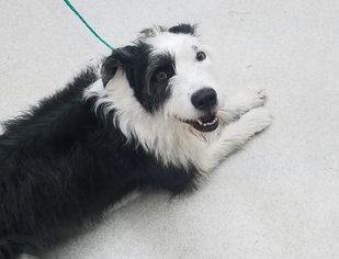 Collie-Unknown Mix Dogs for adoption in Spokane, WA, USA