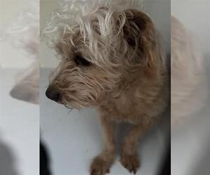 Maltese-Unknown Mix Dogs for adoption in Houston, TX, USA