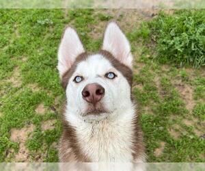 Siberian Husky Dogs for adoption in Ojai, CA, USA
