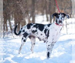 Great Dane Dogs for adoption in Flora, IL, USA