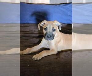 Daniff Dogs for adoption in Bullard, TX, USA