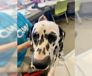 Dalmatian Dogs for adoption in Pampa, TX, USA