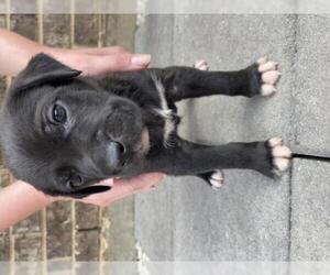 Labrador Retriever Dogs for adoption in Coppell, TX, USA