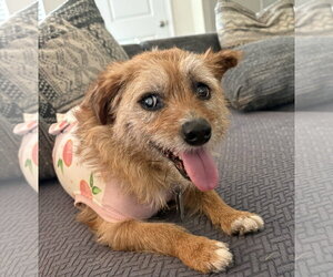 Mutt Dogs for adoption in Holly Springs, NC, USA