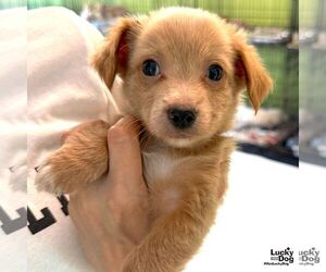 Chihuahua-Unknown Mix Dogs for adoption in Washington, DC, USA