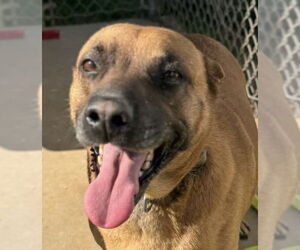 Retriever -Unknown Mix Dogs for adoption in Canton, CT, USA