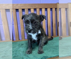 Boston Terrier-Unknown Mix Dogs for adoption in Genesee, WI, USA