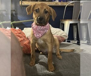 Medium Photo #1 Puggle Puppy For Sale in Phoenix, AZ, USA