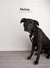 Labrador Retriever-Unknown Mix Dogs for adoption in Littleton, CO, USA