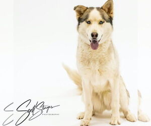 Huskies -Unknown Mix Dogs for adoption in Brooklyn Center, MN, USA