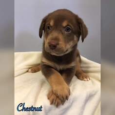 Small Chesapeake Bay Retriever-Chocolate Labrador retriever Mix