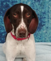 German Shorthaired Pointer Dogs for adoption in Greenville, IL, USA