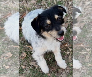 Mutt Dogs for adoption in Rockaway, NJ, USA