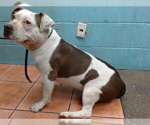 American Pit Bull Terrier Dogs for adoption in Downey, CA, USA