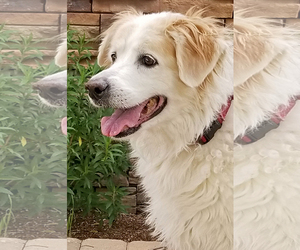 Golden Pyrenees Dogs for adoption in Glendale , AZ, USA