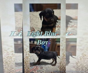 Beagle-Unknown Mix Dogs for adoption in Evansville, IN, USA