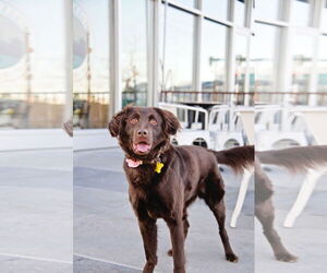 Australian Shepherd-Unknown Mix Dogs for adoption in Sandy, UT, USA