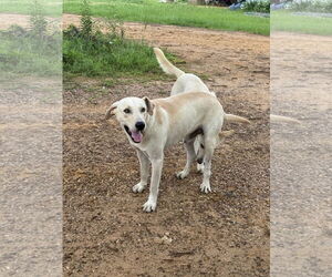 Labrador Retriever-Unknown Mix Dogs for adoption in Farmerville, LA, USA