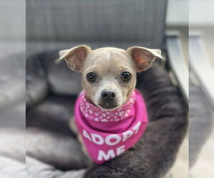 Chihuahua-Unknown Mix Dogs for adoption in Rochester, NY, USA