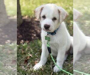 Great Pyrenees-Unknown Mix Dogs for adoption in Royal Palm Beach, FL, USA