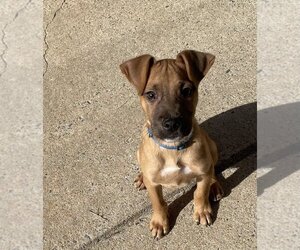Mountain Cur-Unknown Mix Dogs for adoption in Boston, MA, USA