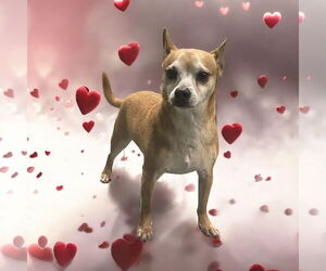 Chihuahua Dogs for adoption in Lexington, SC, USA