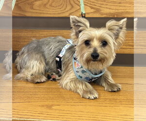 Mutt Dogs for adoption in Batavia, OH, USA