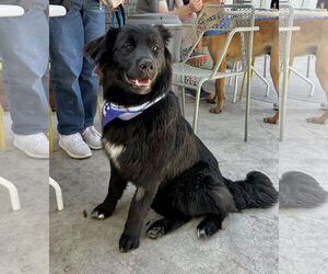 Mutt Dogs for adoption in Newport Beach, CA, USA