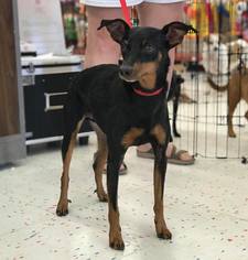 Miniature Pinscher Dogs for adoption in Brighton, TN, USA