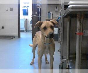 Shepradors Dogs for adoption in Fayetteville, NC, USA