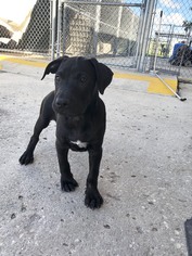 Medium Photo #1 Labrador Retriever-Unknown Mix Puppy For Sale in CRESCENT CITY, FL, USA