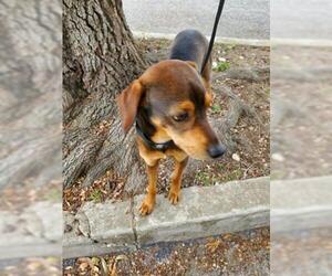Labbe Dogs for adoption in San Antonio, TX, USA