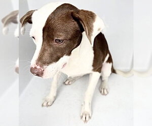 Labrador Retriever Dogs for adoption in Houston, TX, USA