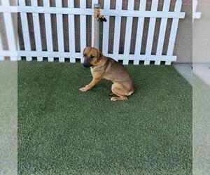 German Shepherd Dog Dogs for adoption in Modesto, CA, USA
