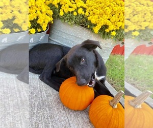 Labrador Retriever-Unknown Mix Dogs for adoption in Mattoon, IL, USA