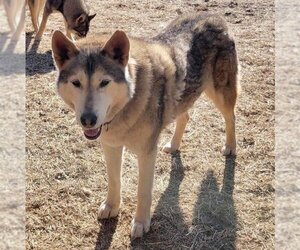 Alaskan Malamute-Huskies  Mix Dogs for adoption in Alturas, CA, USA