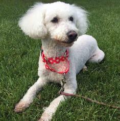 Bichon Frise-Unknown Mix Dogs for adoption in Rochester, NY, USA