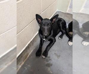 German Shepherd Dog-Unknown Mix Dogs for adoption in Upland, CA, USA