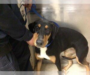 Doberman Pinscher-Unknown Mix Dogs for adoption in Riverside, CA, USA