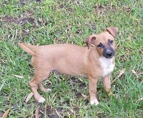 Dachshund Dogs for adoption in Lithia, FL, USA